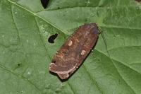 Noctua pronuba