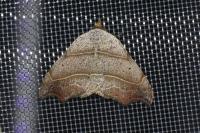 Laspeyria flexula