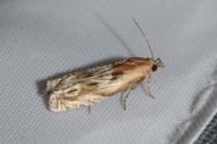 Eucosma cana