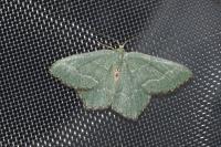 Hemithea aestivaria