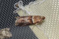 Acrobasis repandana