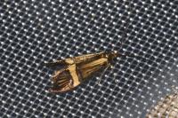 Nemophora degeerella