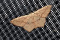 Scopula imitaria