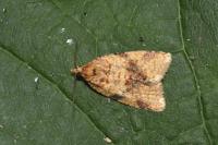 Epagoge grotiana