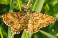 Ematurga atomaria