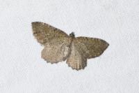 Philereme vetulata