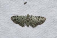 Pasiphila rectangulata