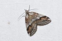 Chesias rufata