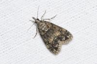 Eudonia lacustrata