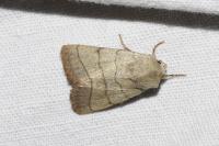 Charanyca trigrammica