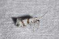 Scythropia crataegella