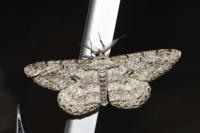 Hypomecis roboraria