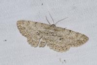 Hypomecis punctinalis