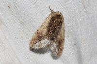Ptilodon cucullina