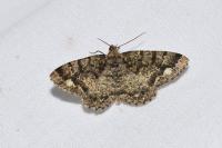 Parectropis similaria