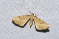 Gandaritis pyraliata