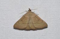 Paracolax tristalis