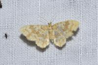 Hydrelia flammeolaria