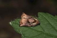 Archips podana