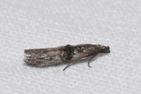 Nephopterix angustella
