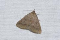Zanclognatha lunalis