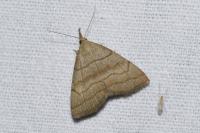 Herminia tarsicrinalis