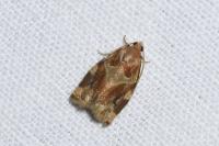 Archips xylosteana
