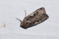 Xestia c-nigrum