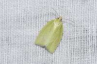 Tortrix viridana