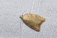 Aleimma loeflingiana