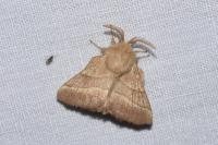 Malacosoma neustria