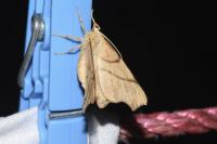 Ennomos erosaria