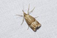 Chrysocrambus linetella