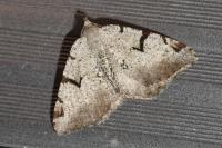 Macaria wauaria