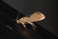 Crassa unitella