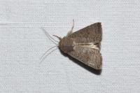 Hoplodrina ambigua