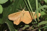 Angerona prunaria