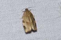 Choristoneura hebenstreitella