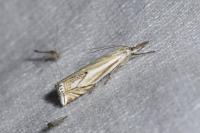 Crambus lathoniellus