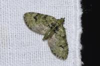 Chloroclystis v-ata