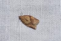 Clepsis consimilana
