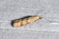 Homoeosoma sinuella