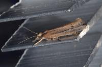 Ypsolopha ustella