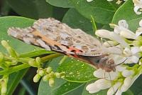 Vanessa cardui