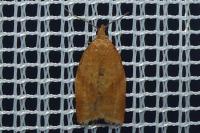 Clepsis consimilana