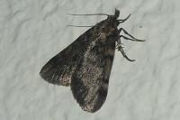 Aglossa pinguinalis