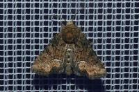 Oligia