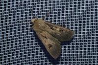 Agrotis exclamationis