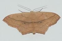 Scopula imitaria
