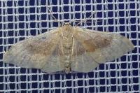Idaea degeneraria